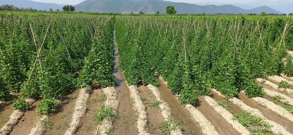 Πρέσπα – γη ελληνικών οσπρίων