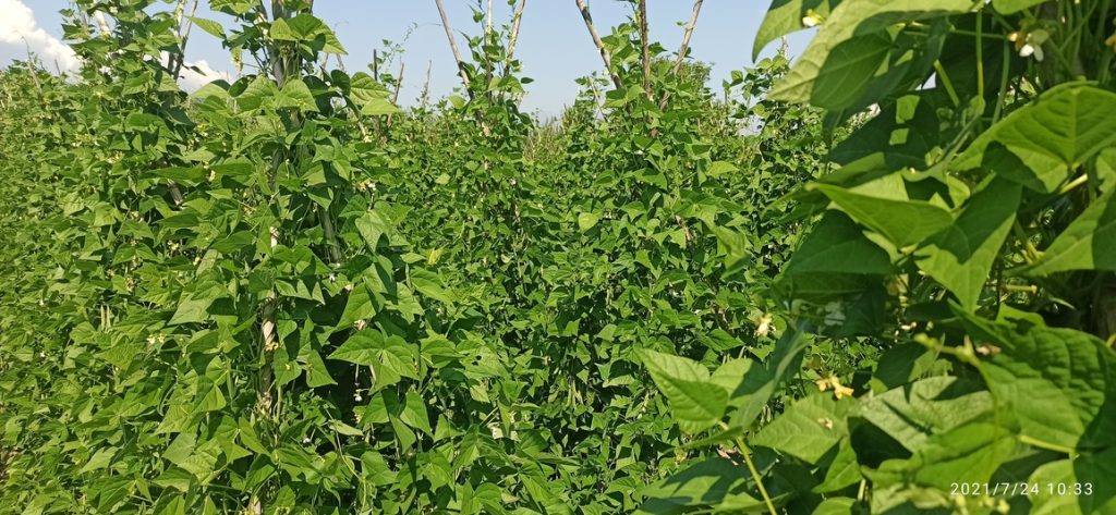 Καλλιέργεια οσπρίων στις Πρέσπες