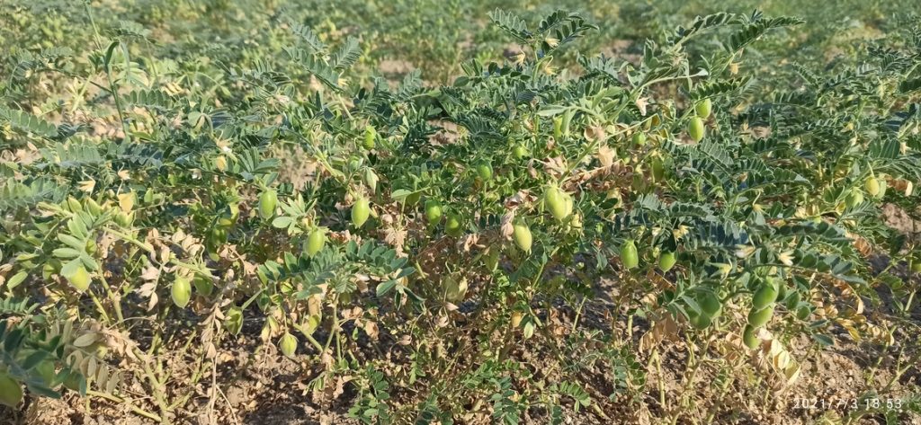 Οικογενειακή καλλιέργεια ρεβιθιών στις  Πρέσπες