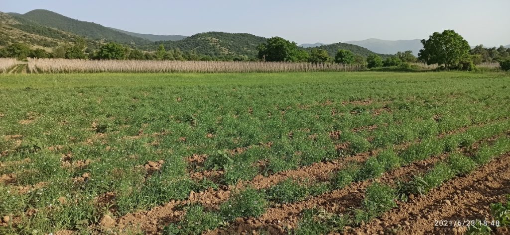 Ελληνικά όσπρια Πρεσπών σε χωράφι