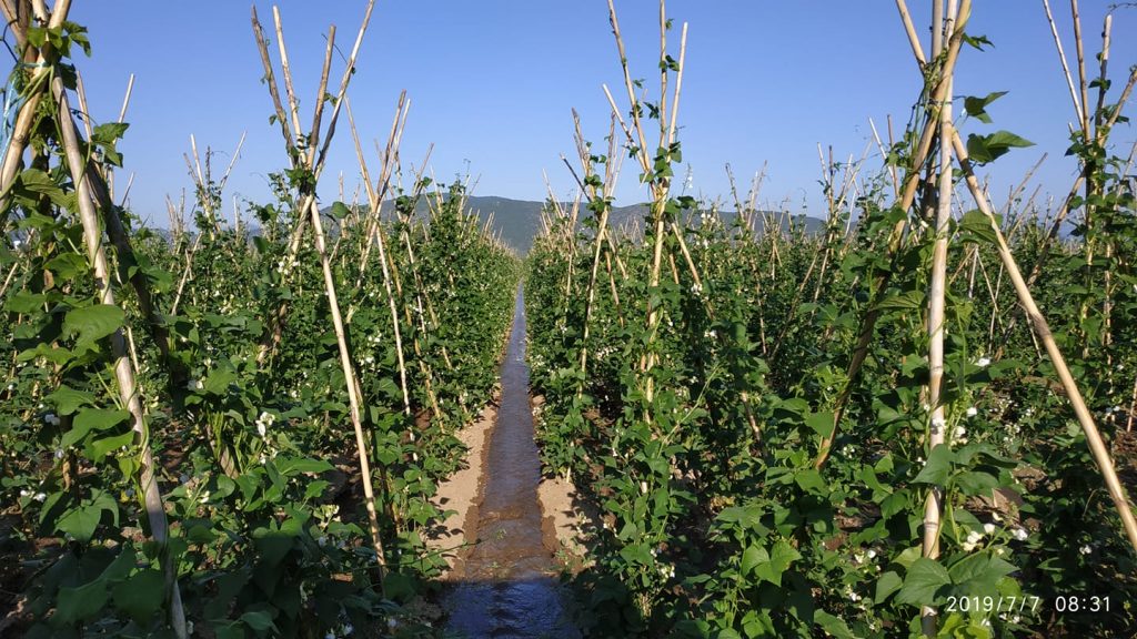 Παραδοσιακή παραγωγή στις Πρέσπες