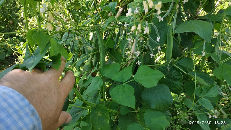 Όσπρια Πρεσπών σε καλλιέργεια