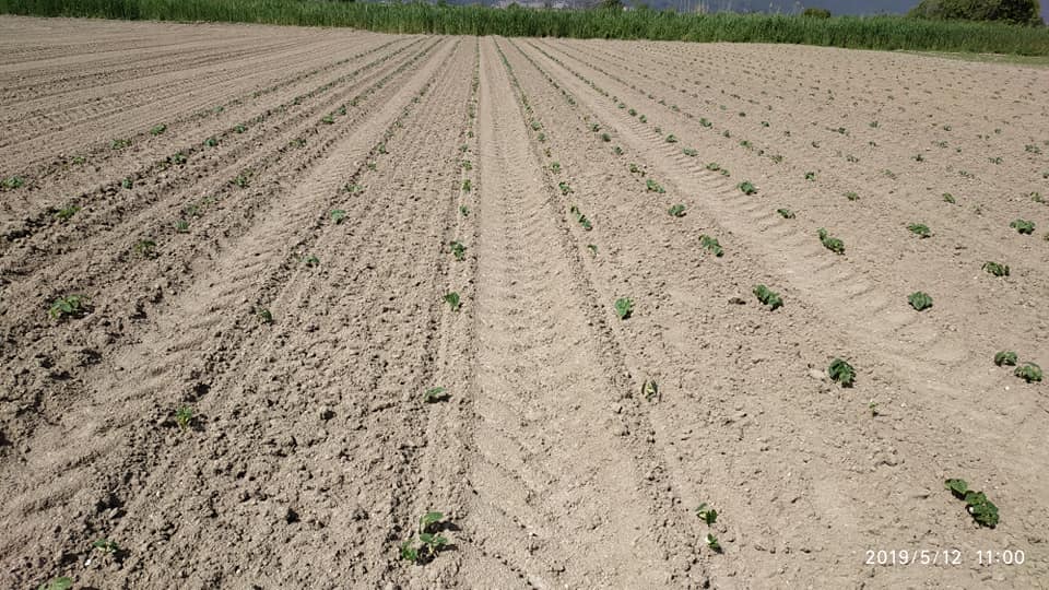 Παραδοσιακή παραγωγή ελληνικών οσπρίων